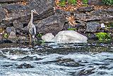 Heron Beside Foam_P1140440